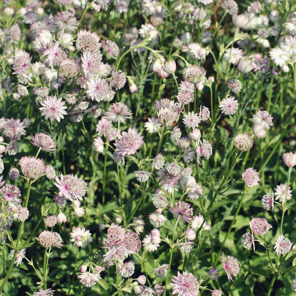 12x Astrantia major Sterndolde 10-25cm im 9cm Topf