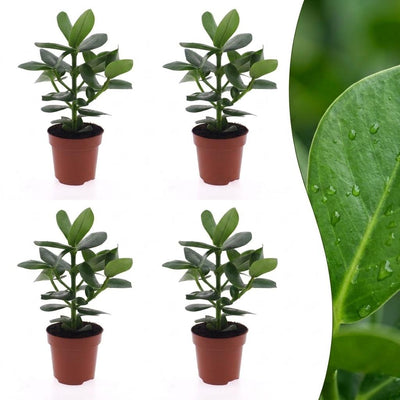 Green boutiQ - Clusia Princess - Clusia - 4 Pflanzen - Topf 12cm - Höhe - 40cm