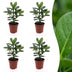 Green boutiQ - Clusia Princess - Clusia - 4 Pflanzen - Topf 12cm - Höhe - 40cm Bild 1