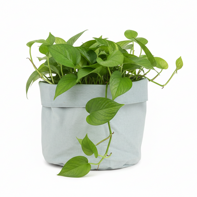 Plant Bag Antique Blue - D12: Robust & Flexible for Healthy Plants