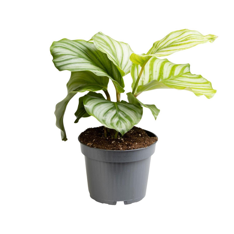 Calathea Orbifolia im 12cm Topf, 25cm hoch