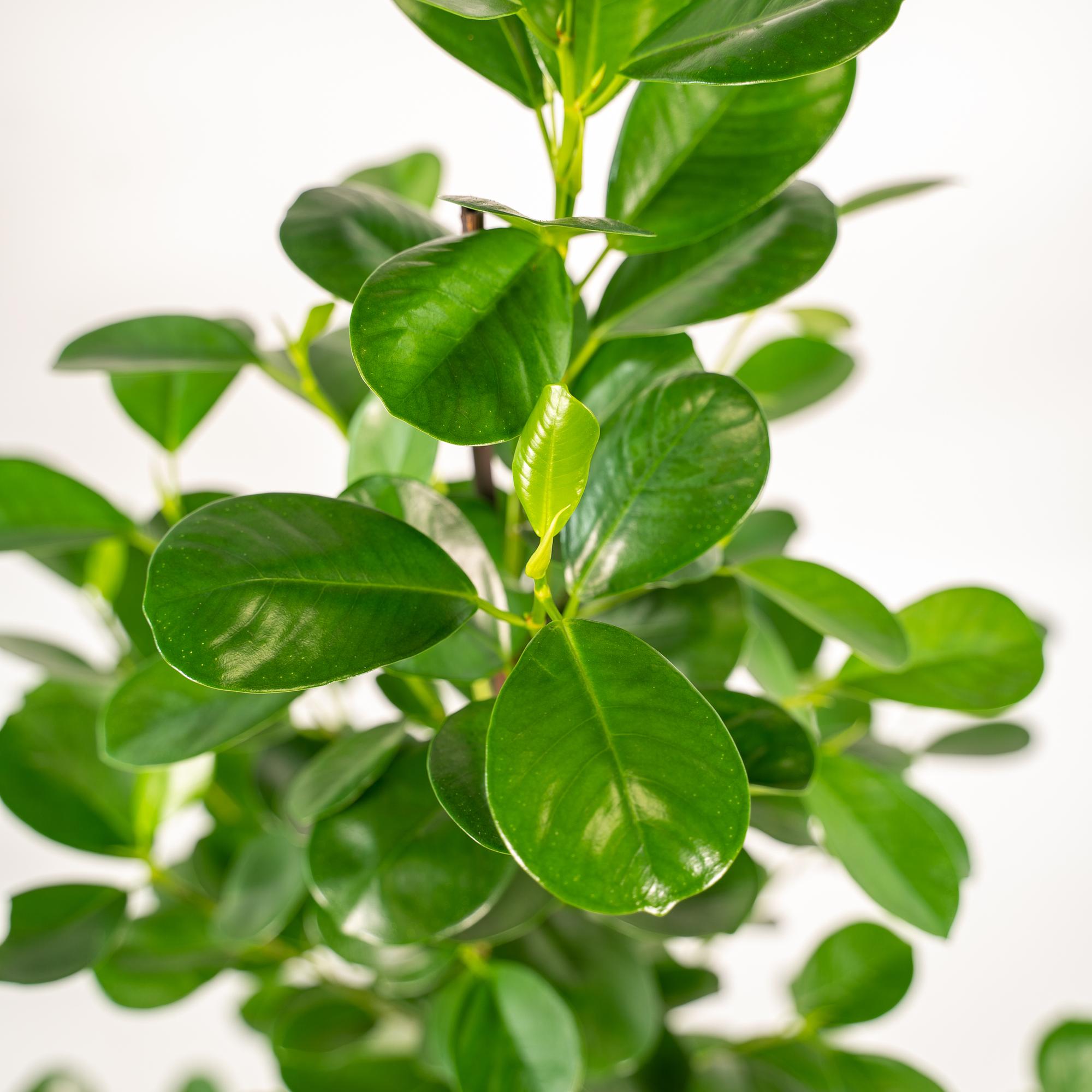 Ficus microcarpa Moclame - Ø21cm - ↕95cm + Korb Selin