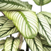 Calathea Whitestar - Pfauenpflanze, Ø19cm, ↕50cm Bild 3