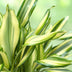 Dracaena fragrans Diamond Dream: Bunter Drachenbaum, Topf 17cm Bild 4