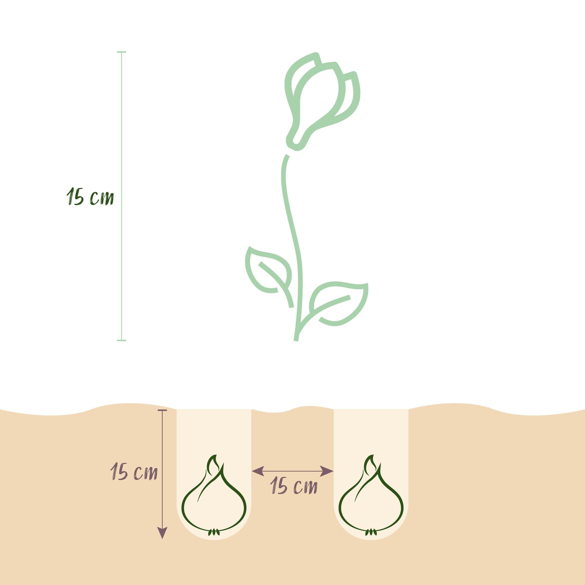 GreenboutiQ - Blumenzwiebeln - Crocus White - Bulbs Hardy Perennial - Farbe Gelb - 30 Stück - Zwiebelgröße 7/8 - XXL Pack