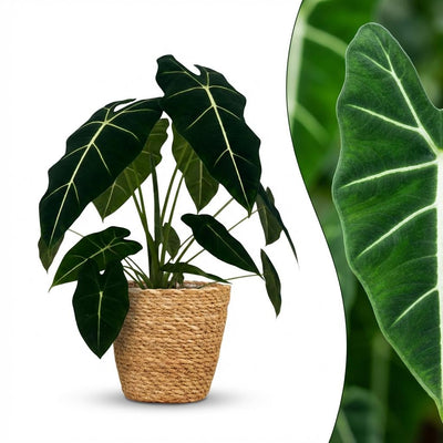 Alocasia Frydek (Elefantenohr) mit Korb - 60cm Höhe