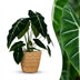 Alocasia Frydek (Elefantenohr) mit Korb - 60cm Höhe Bild 1