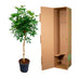 Schefflera on stem (umbrella tree), 170cm, Ø30cm pot Bild 4