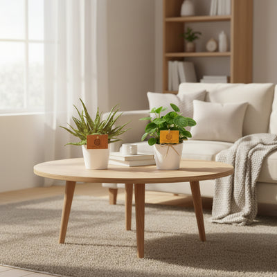 4er Set: Aloe Spider & Peperomia Obtipan Green, Ø10,5cm