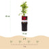 GreenboutiQ Klimrose 'Rosa Red Climber' - 2 Pflanzen im 11cm Topf Bild 3