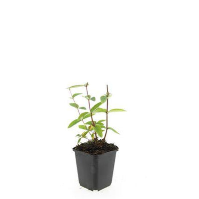 24x Hypericum inodorum 'Annebel' - ↕10-25cm - Ø9cm