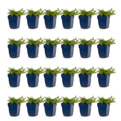 Green boutiQ - Perennial - Phlox MacDaniel's Cushion - Creeping Phlox - Groundcover - Dark Pink - 24 Plants - Pot 11 cm - Height 15–25 cm