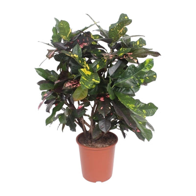 Codiaeum Magnificent (Croton) - Ø27cm - ↕110cm - Tropische Schönheit für Ihr Zuhause