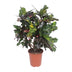 Codiaeum Magnificent (Croton) - Ø27cm - ↕110cm - Tropische Schönheit für Ihr Zuhause Bild 1