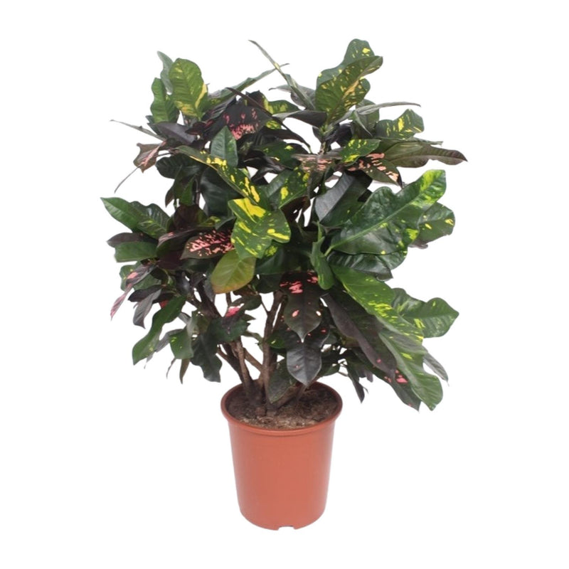 Codiaeum Magnificent (Croton) - Ø27cm - ↕110cm - Tropische Schönheit für Ihr Zuhause