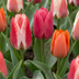 120x Greigii Tulpen Mix - Farbenfroher Frühling, Zwiebelgröße 11/12 Bild 1
