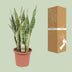 Sansevieria Trifasciata Laurentii - Schwiegermutterzunge | 85cm Bild 4