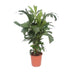 Caryota Mitis - Fischschwanzpalme, Ø24cm, H110cm Bild 1