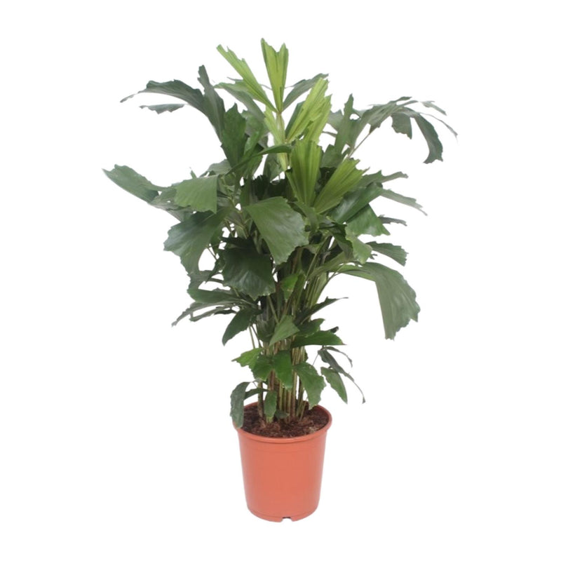 Caryota Mitis - Fischschwanzpalme, Ø24cm, H110cm