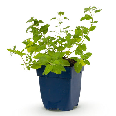 Green boutiQ - Staude - Nepeta faassenii - Katzenminze - Bienen- und Schmetterlingsmagneten - Lila - 1 Pflanzen - Topf 11cm - Höhe 15-25cm