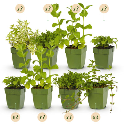 GreenboutiQ Kräutertee Set: 24 Stauden für 3 m², pflegeleicht