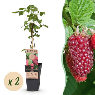 Tayberry Pflanzen (2 Stück) - Süße Himbeer-Brombeer-Kreuzung