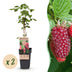 Tayberry Pflanzen (2 Stück) - Süße Himbeer-Brombeer-Kreuzung Bild 1