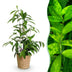 Dracaena surculosa | Zimmerpflanze im 17cm Topf | 60-70cm Bild 1