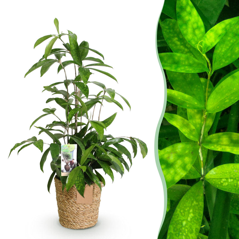 Dracaena surculosa | Zimmerpflanze im 17cm Topf | 60-70cm