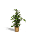 Ficus benjamina Danielle - Ø21cm - ↕95cm + Topf Mayk Gold