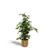 Ficus Benjamina Danielle 'Dschungeltraum' Topf Ø21cm, 95cm hoch Bild 1