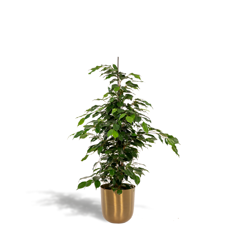 Ficus Benjamina Danielle 'Dschungeltraum' Topf Ø21cm, 95cm hoch
