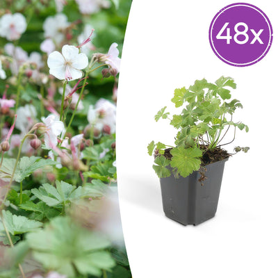 Geranium cantabrigiense 'Biokovo' - Bodendecker, 10-25cm, Ø9cm