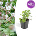 Geranium cantabrigiense 'Biokovo' - Bodendecker, 10-25cm, Ø9cm Bild 1