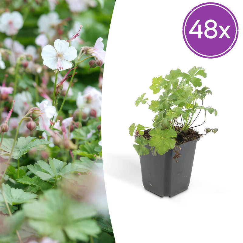 Geranium cantabrigiense 'Biokovo' - Bodendecker, 10-25cm, Ø9cm