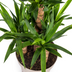 Yucca Elephantipes: Robuste Zimmerpflanze Ø30cm, 90-110cm hoch Bild 4
