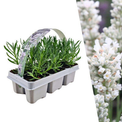 6er Pack Lavendel angustifolia weiß - Ø7 cm, ↕15 cm