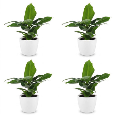 Green boutiQ - Musa Oriental Dwarf - Oriental Dwarf Banana - 4 Plants - with White Pot - Pot 12cm - Height - 30cm