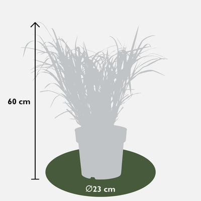Zebra Gras 'Strictus' – Ziergras im Ø23cm Topf, ↕60cm