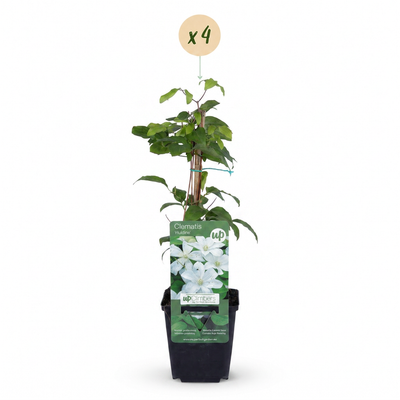 Clematis Jackmanii Huldine Kletterpflanze Weiß - 4x Ø9cm Töpfe