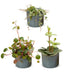 3x Baby Peperomia Mix: Grün, Rot, Tropisch - Ø6cm Bild 2