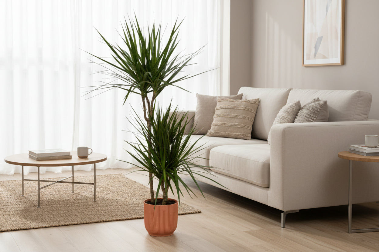 Dracaena Marginata - ↨120cm - Ø21cm inclusief elho Vibes Fold Round roze D22xH20