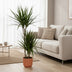 Dracaena Marginata: Große Zimmerpflanze ca. 120cm im elho Topf Bild 2