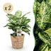 Green boutiQ - Zimmerpflanzen - Diefenbachia Compacta - Dieffenbachia - Wenig Pflege - mit Korb - Bunt - 2 Pflanzen - Topf 17cm - Höhe 45-50cm Bild 1