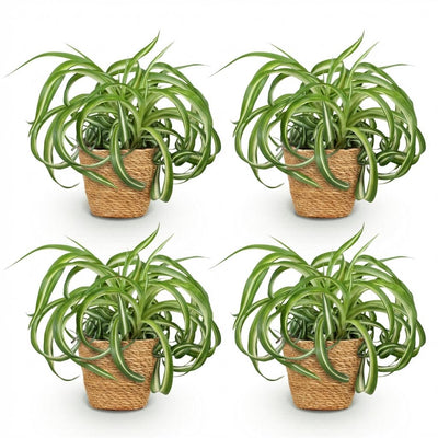 Grüne Graslilie 'Bonnie' (Chlorophytum comosum) - 4 Pflanzen m. Korb