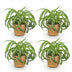 Spider Plant 'Bonnie' (Chlorophytum comosum) - 4 Plants with Basket Bild 2