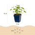 Geranium Macr. Ingwersen's Storchschnabel – 12 Pflanzen Bild 3