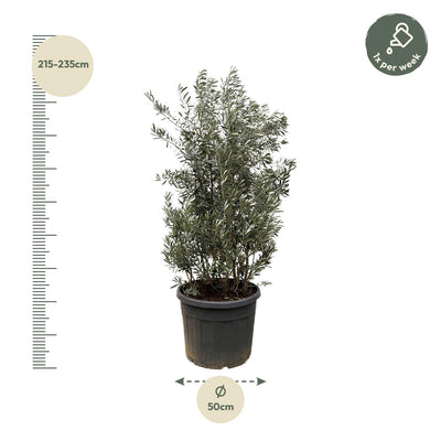 Olivenbaum Olea Europaea, Stamm 250cm, Ø55cm