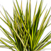 Dracaena Marginata Sunray Ø17cm - 60-80cm - Elegant Blattwerk mit Sonnenschein Bild 5