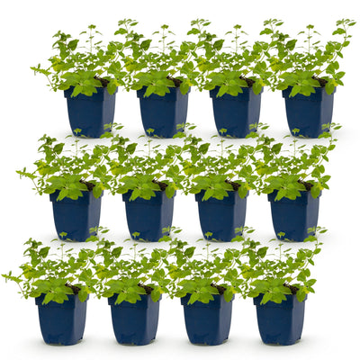 Green boutiQ - Staude - Nepeta faassenii - Katzenminze - Bienen- und Schmetterlingsmagneten - Lila - 12 Pflanzen - Topf 11cm - Höhe 15-25cm